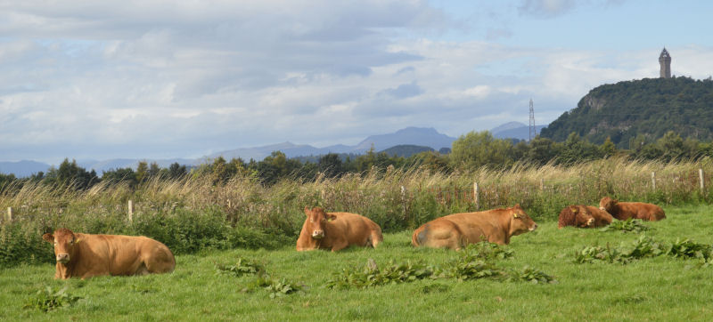 Country Views